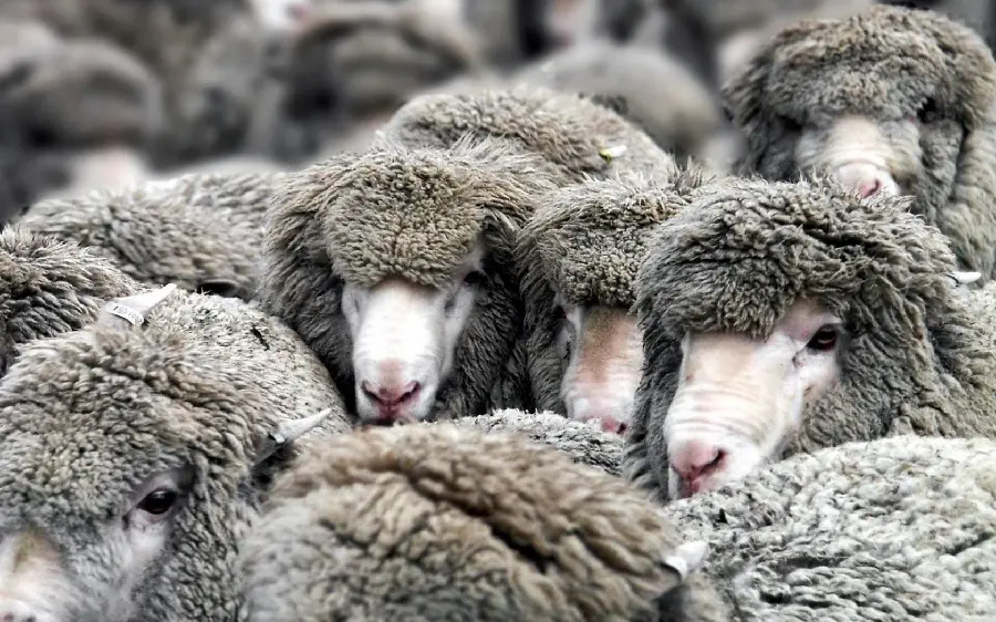 Flock of sheep with curly hair photo for background
