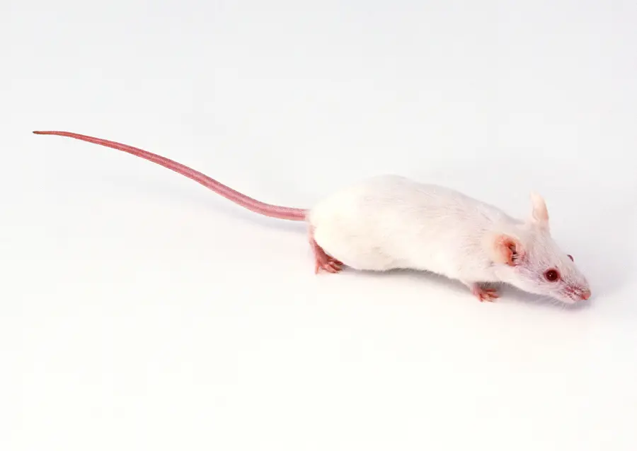 White mouse studio photo