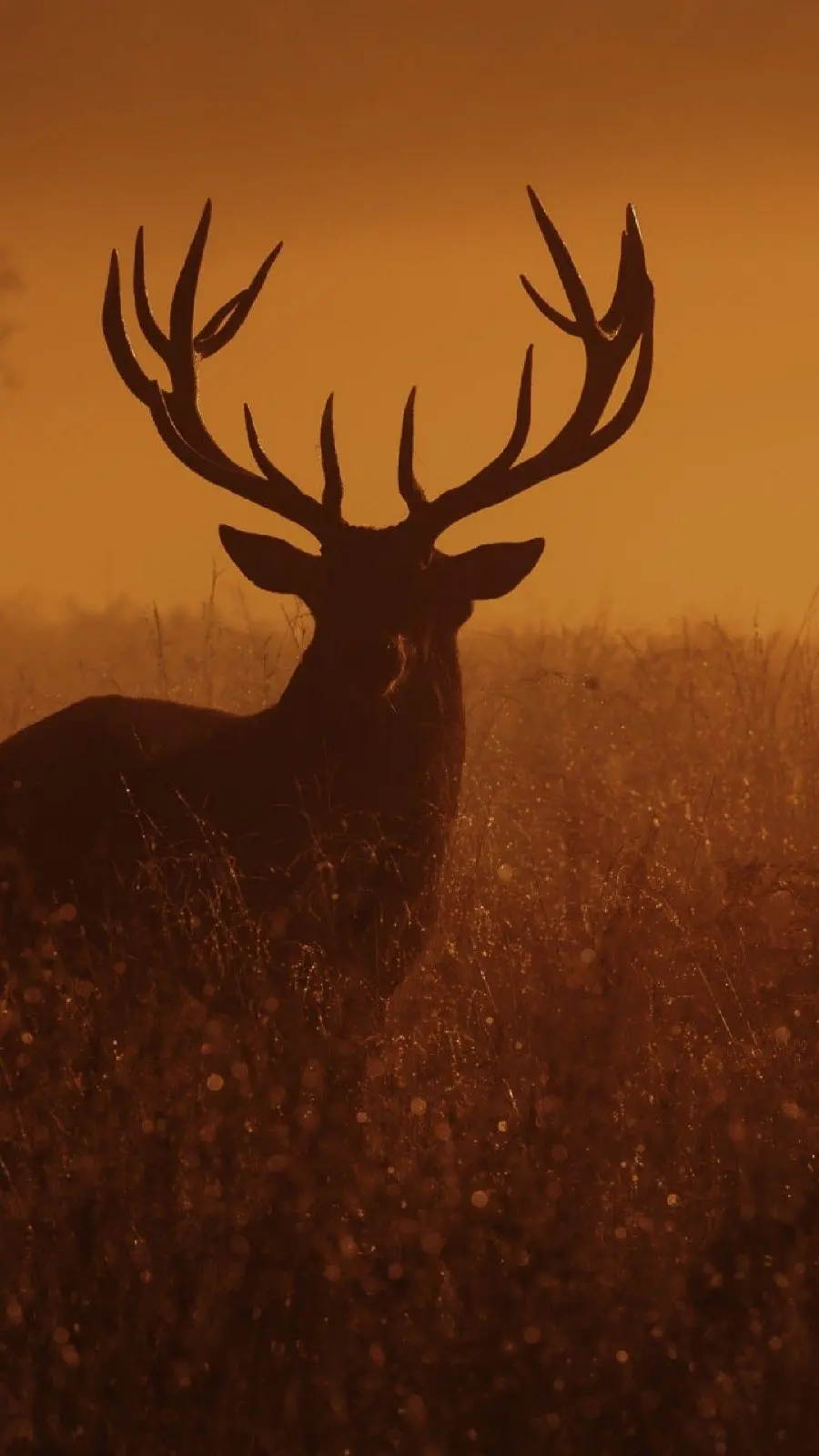 Download mobile background of majestic deer