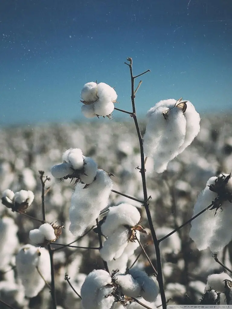 Natural cotton flower ready to be picked in a cotton field