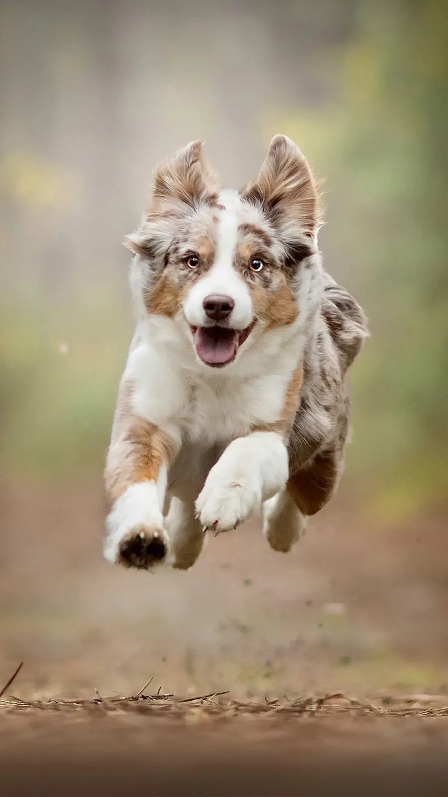 Download iPhone and Samsung Shepherd Dog Wallpaper Australian
