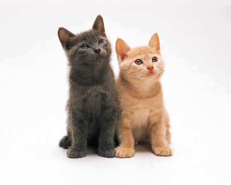 Dog and Cat Pet
