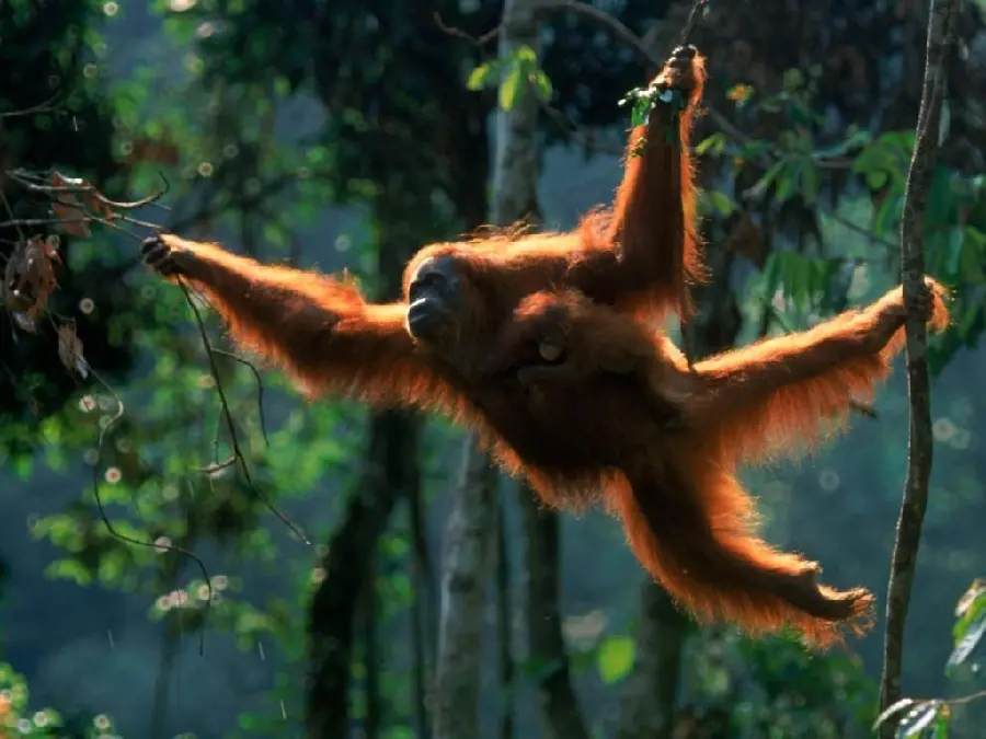 Photo of orangutan swinging in the forest suitable for profile