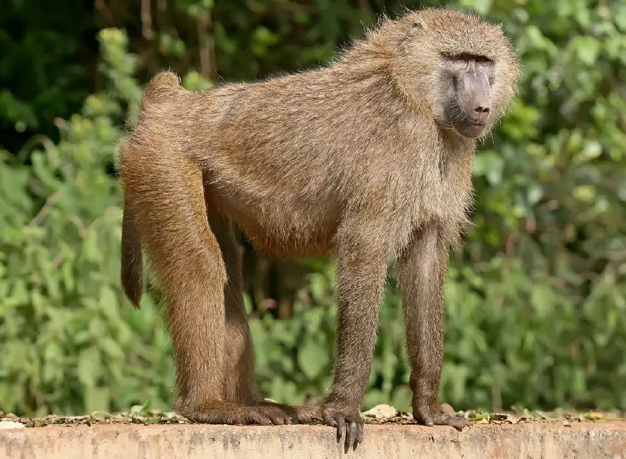 Photo of the Babylonian Monkey, one of the first primates