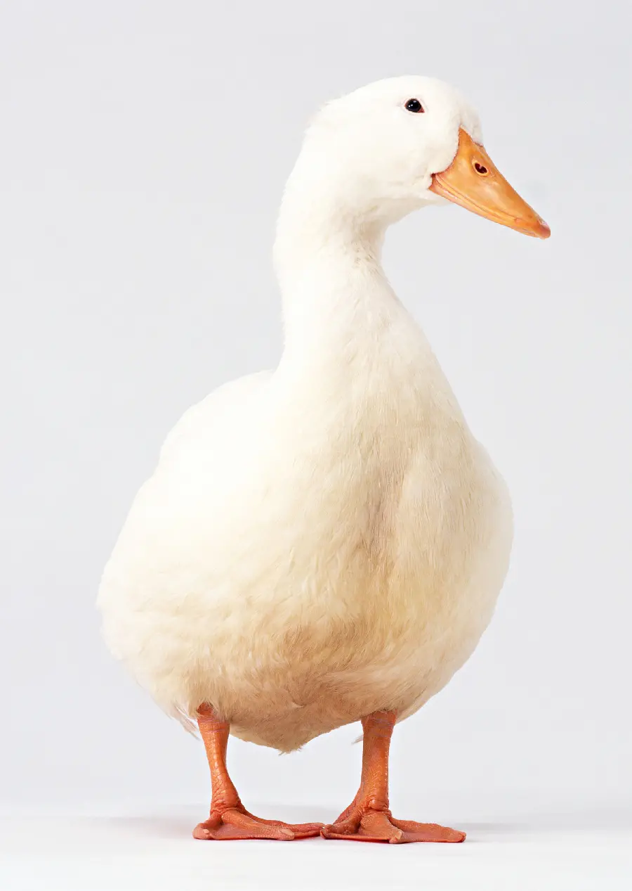 Beautiful duck photo in studio