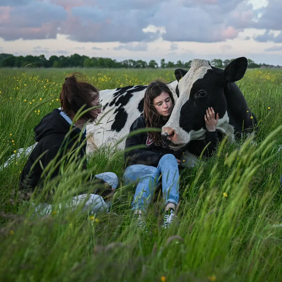 Profile photo of a friendly black and white cow in the farm