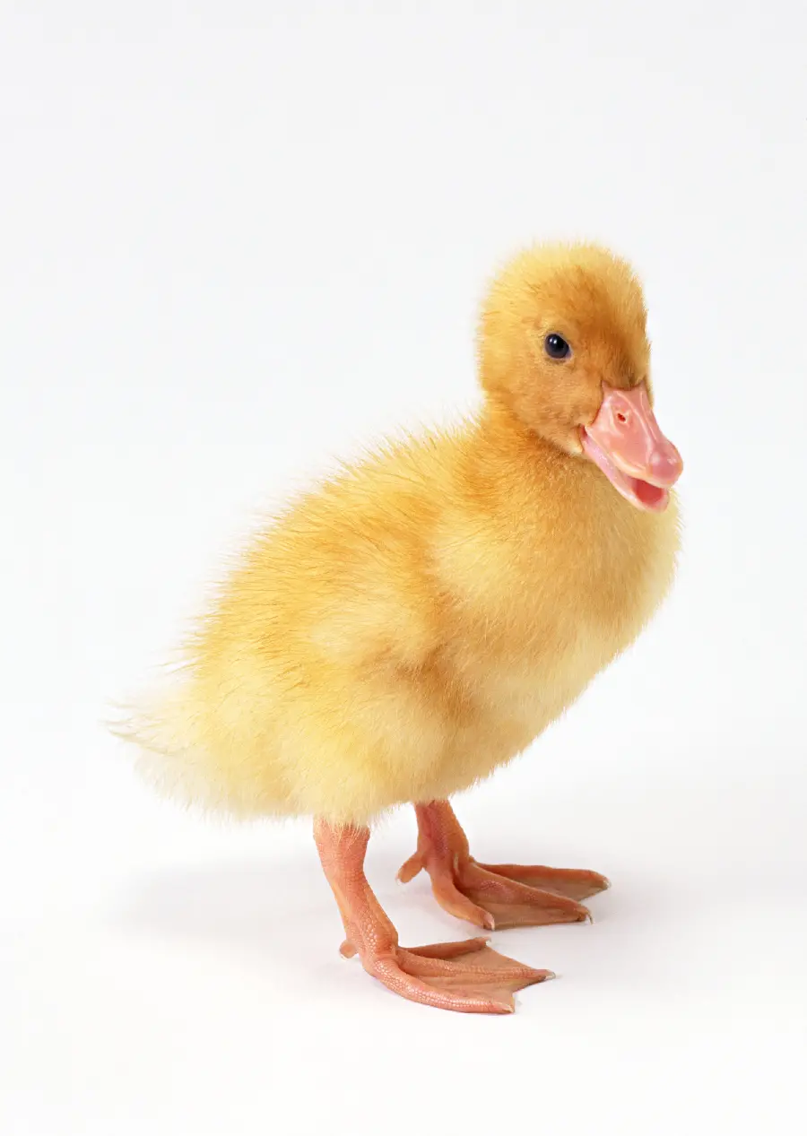 Duck studio photo