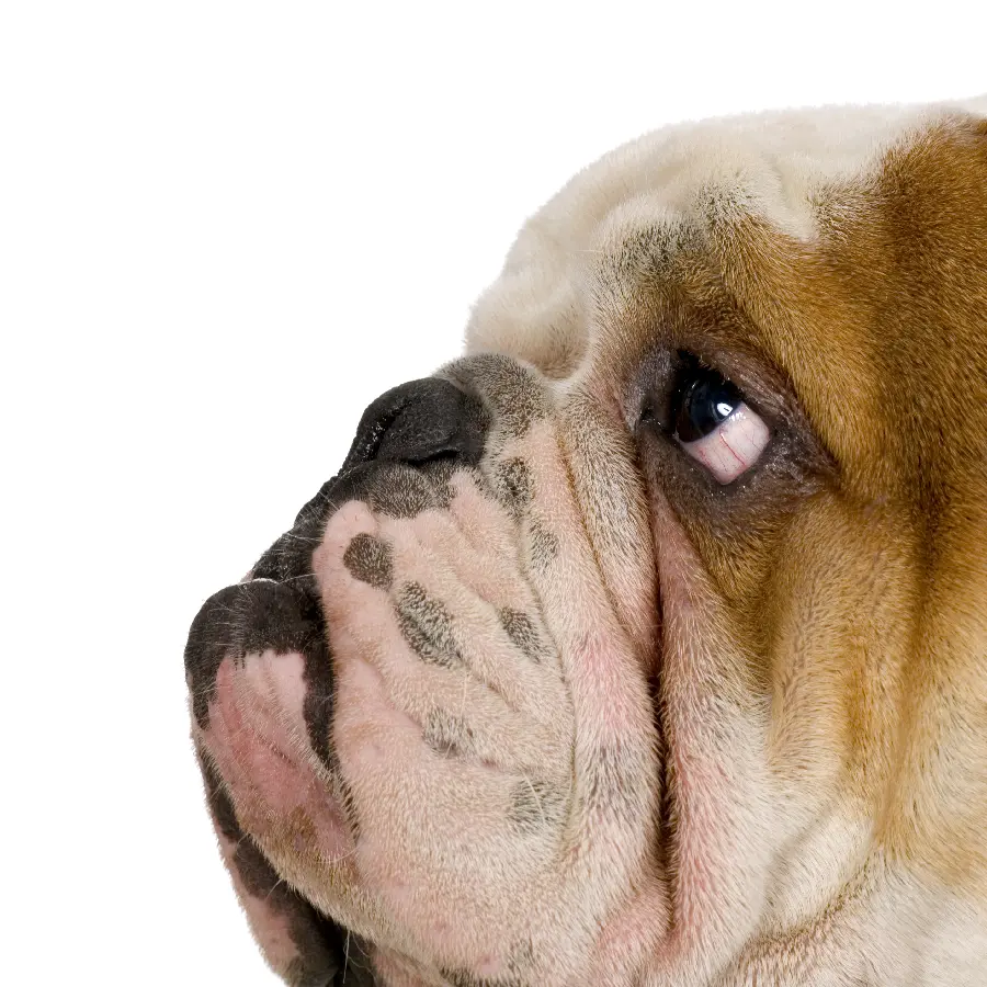 Animal Dog and Pets Photos