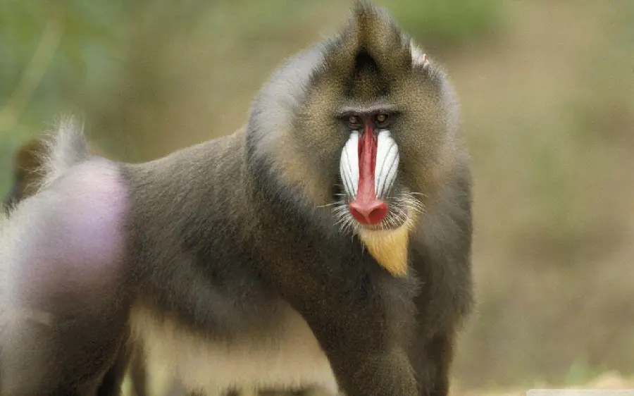 Real Mandrill or King Baboon Photo in Nature for Free Download