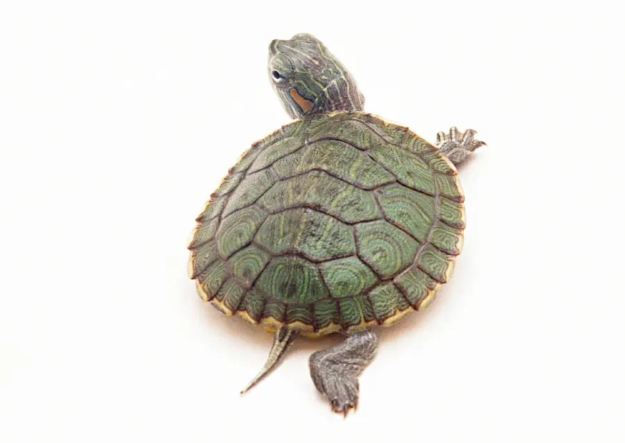 High Quality Turtle Studio Photo