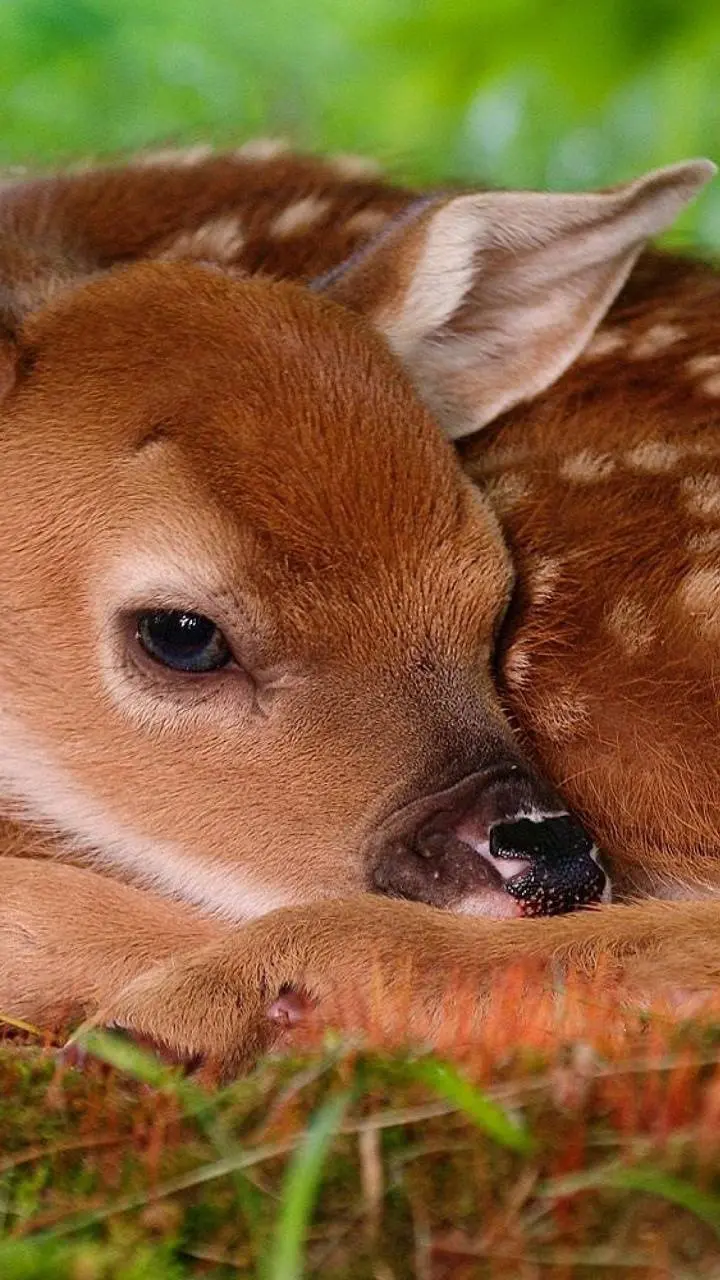 Free mobile wallpaper of a baby Sitting deer
