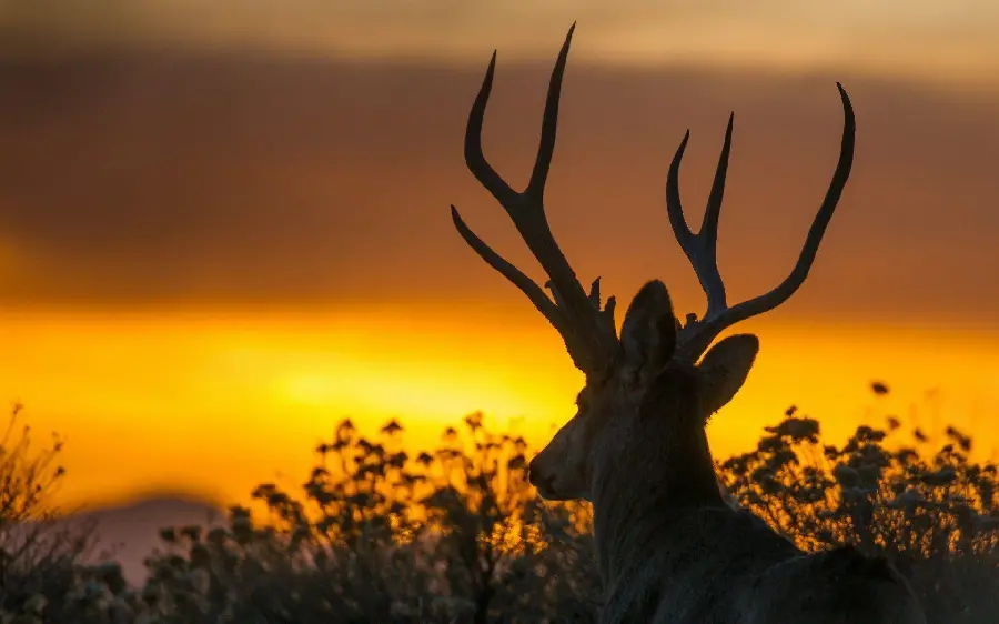 Download high quality wallpaper for windows of sunset and antler deer