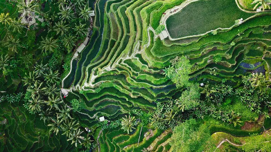 Download Green Wallpaper of Rice Paddies in Bali Indonesia