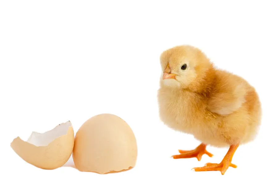 Little chicken studio photo
