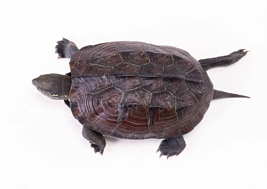 Turtle Photo on White Background