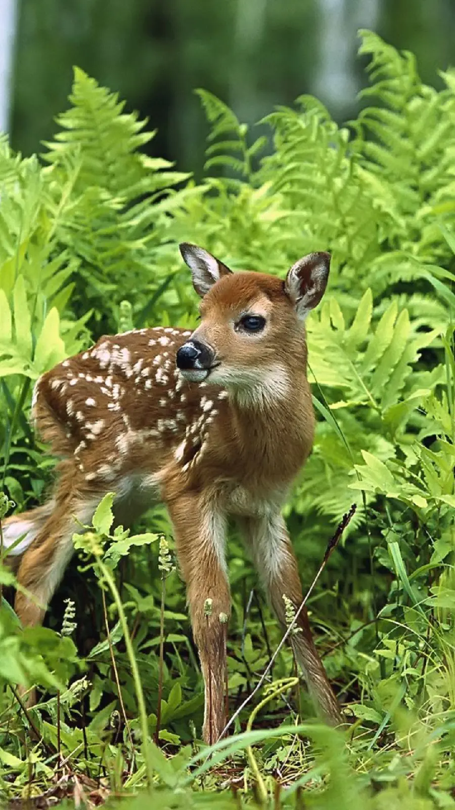 Download Cute Baby Deer iPhone Samsung Xiaomi Mobile Wallpaper