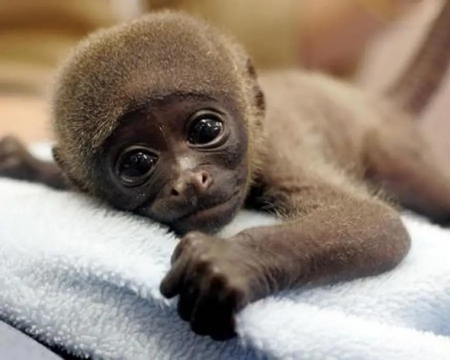Baby monkey girl boy photo