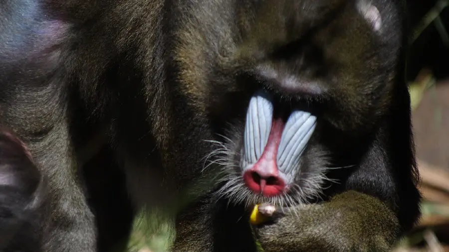 Free Download High Quality Image of King Baboon
