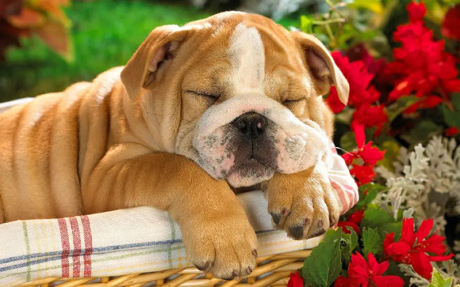 Cute Sleeping Australian Dog Profile Photo