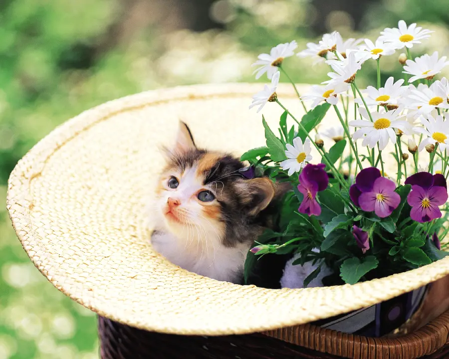 Dog and Cat Pet