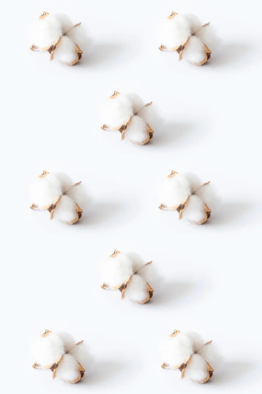 Image of cotton flowers arranged naturally together for white background