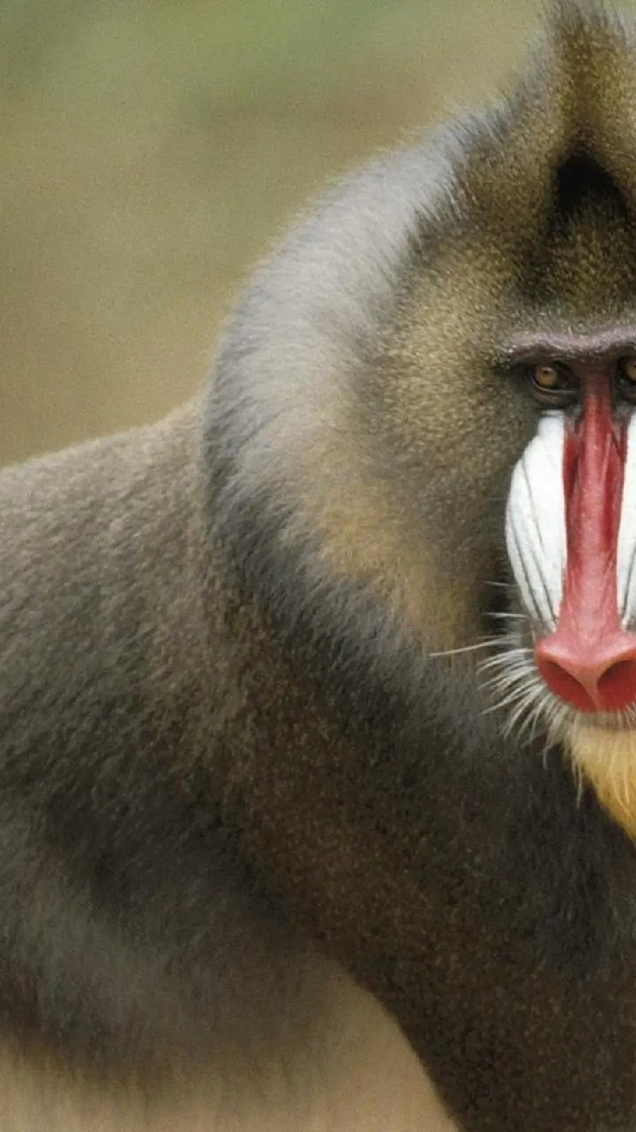 Download High Quality Baboon Photos High and free