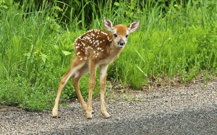 Cute and funny baby deer with white spots on its body suitable for profile photo