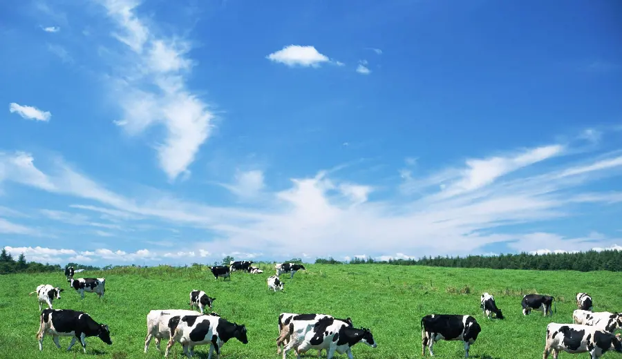 Background photo of a black and white cow farm with a blue sky