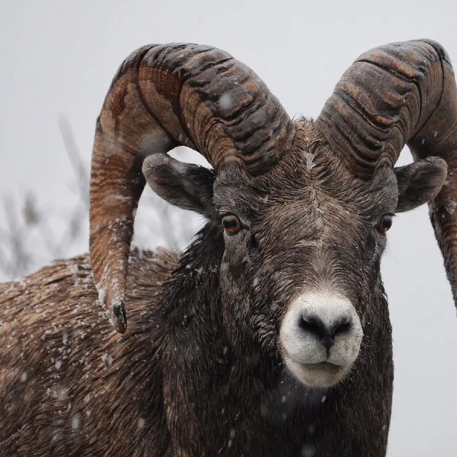 Download Wild Horned Goat Picture