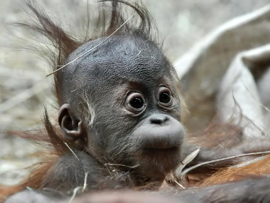 Baby monkey