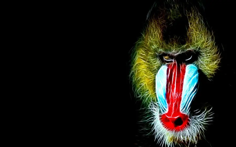 Download Wallpaper Photo of Mandrill or Baboon