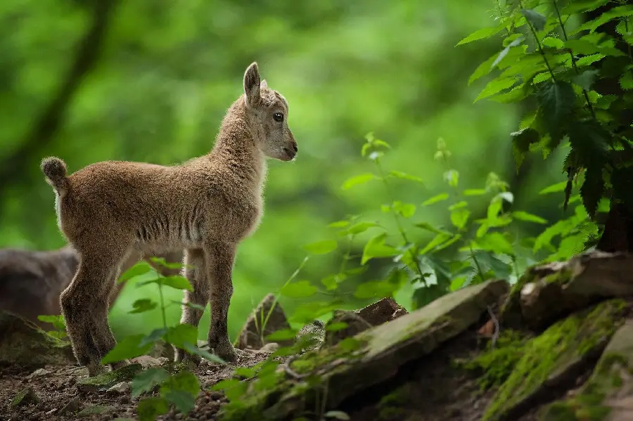 Cute little goat in the forest for laptop computer wallpaper