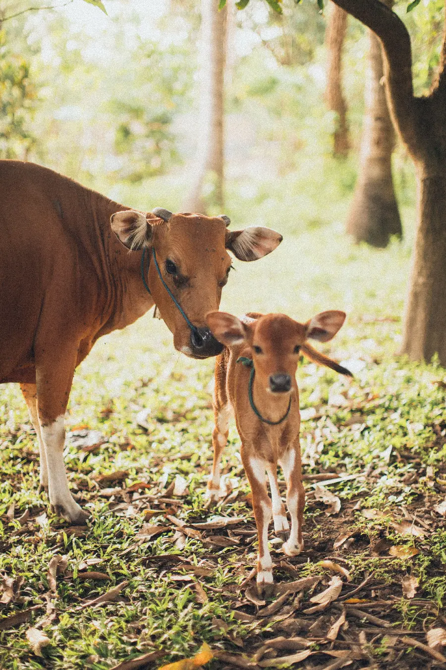 iPhone wallpaper of a calf next to a mother cow