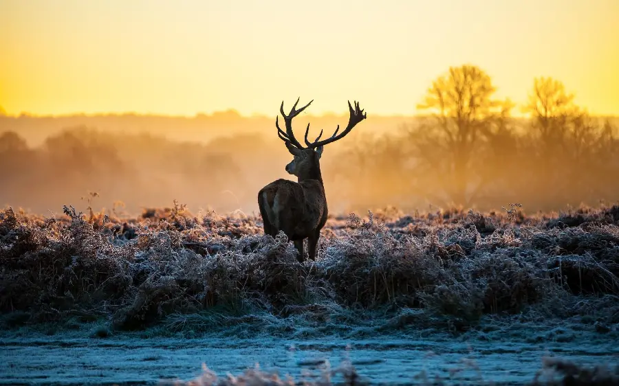 Nature landscape photo of sunset in the forest with a large male antler