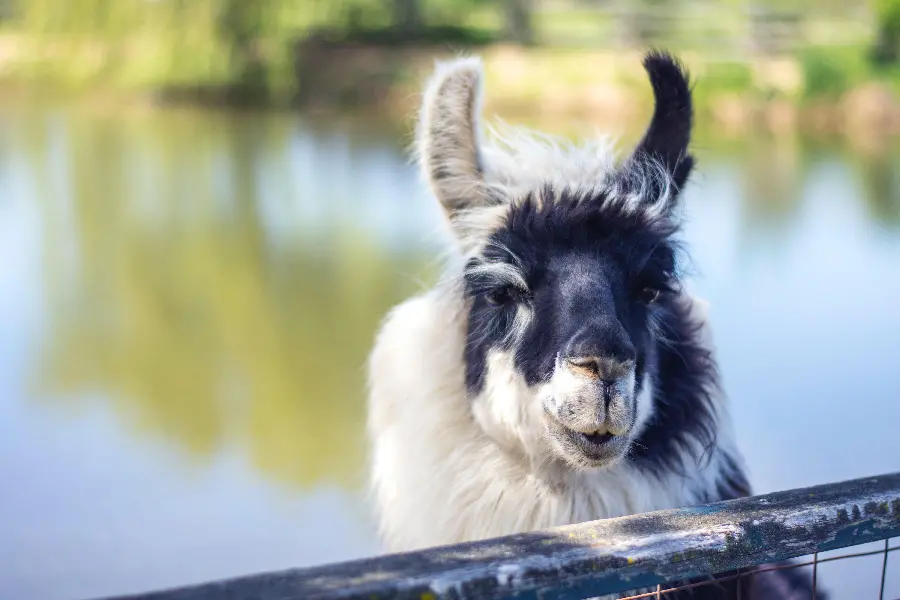 Download funny goat wallpaper