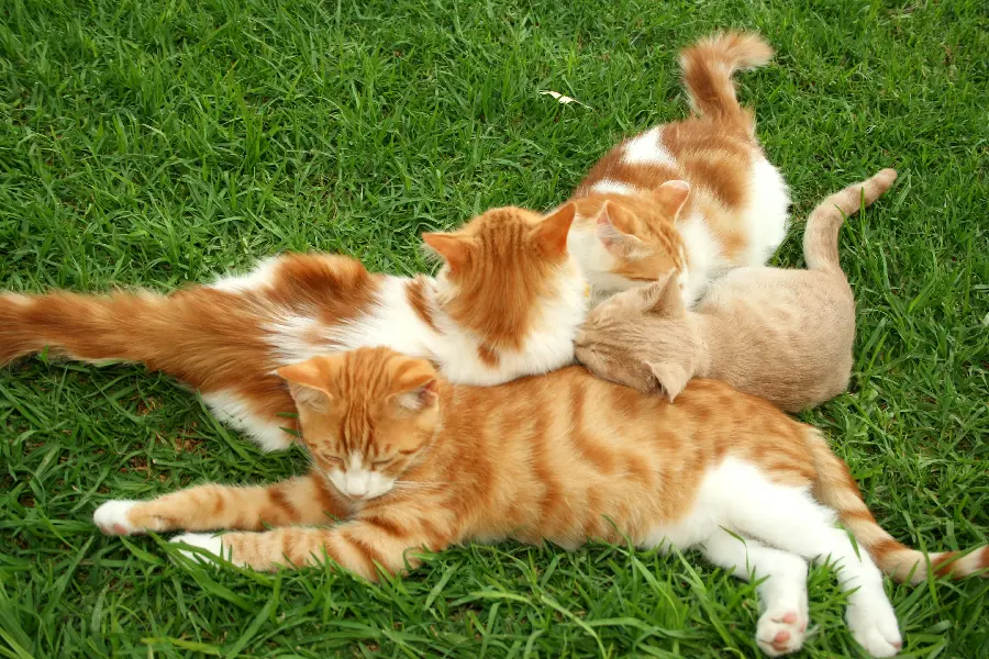 Attractive background of orange cats