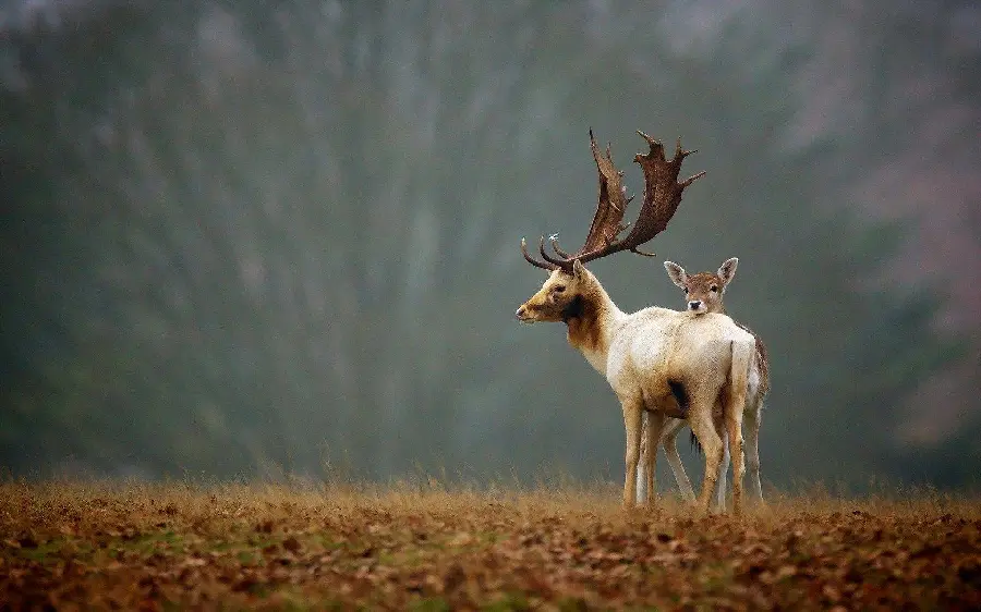 Wallpaper of a male deer Big deer next to goose in high quality and free hd