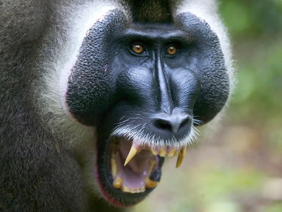 Baboon