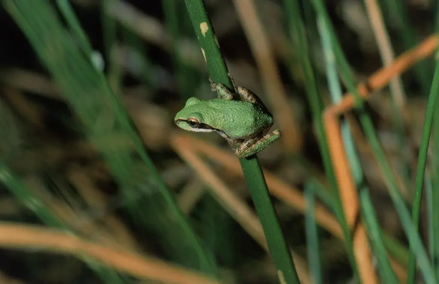 Frog photo in wildlife documentary