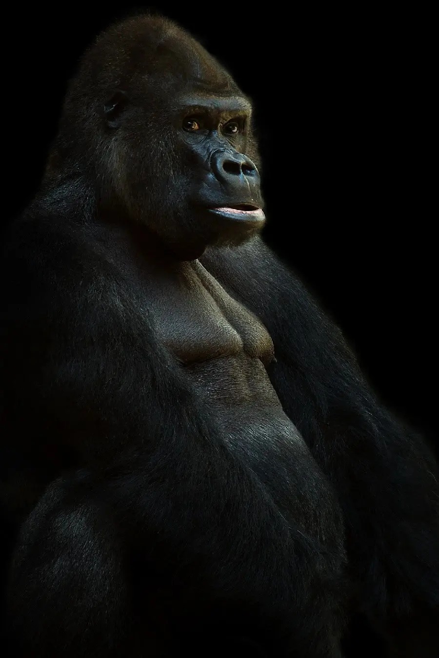 Download High Quality Silverback Gorilla Photo