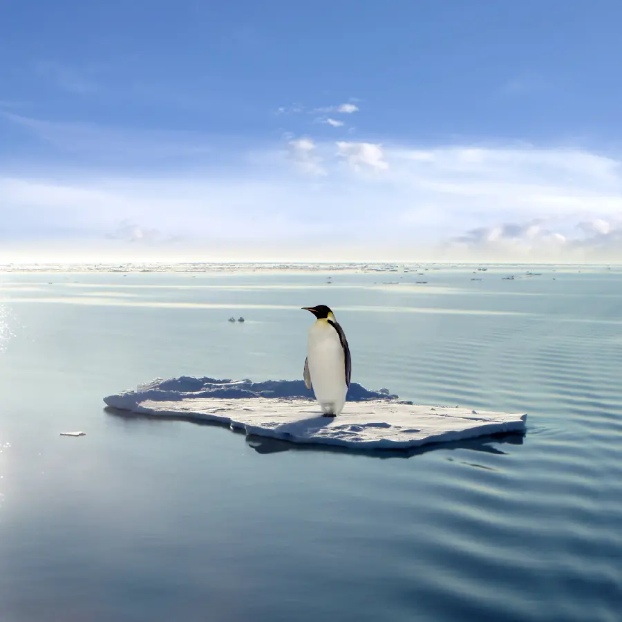 Photo of penguin in wildlife documentary