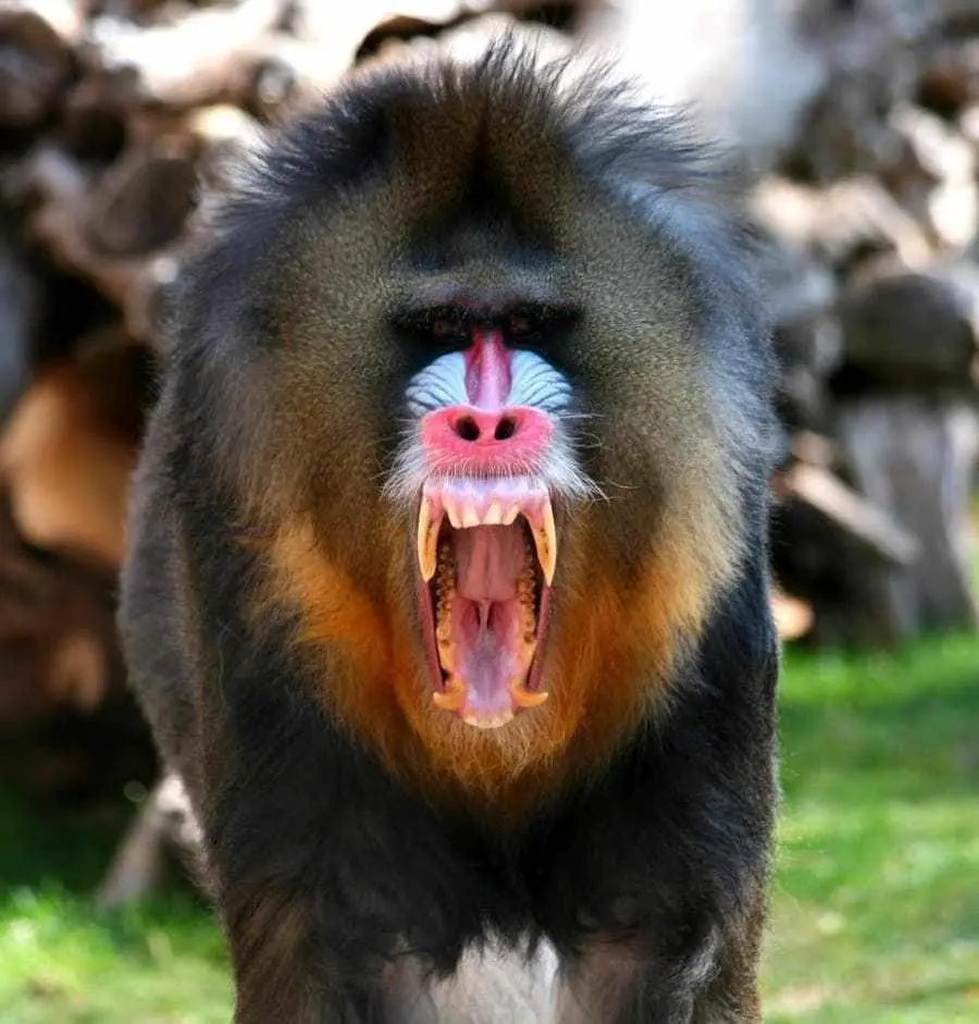 Download Angry Baboon Photos with Sharp Teeth