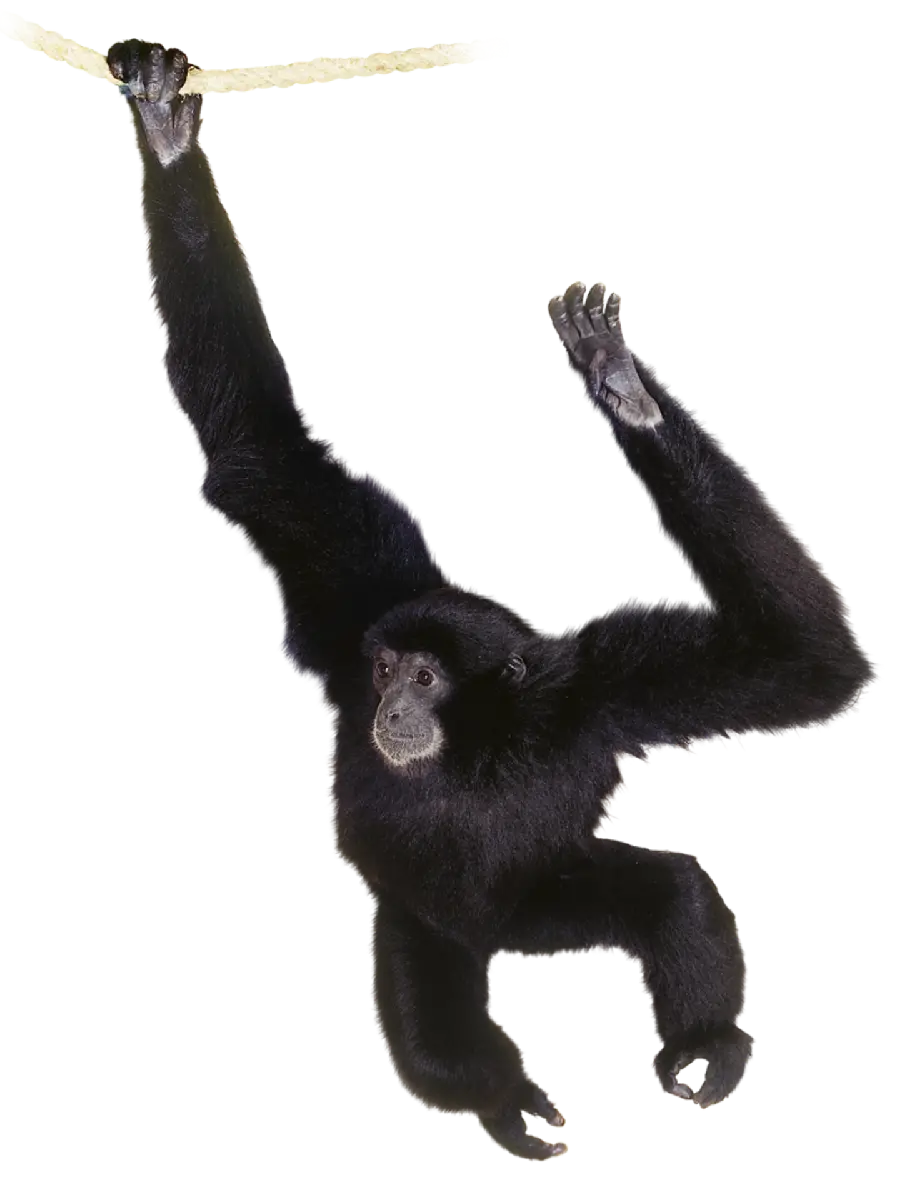 Chimpanzee ImageReal playful chimpanzee without background playing with leash