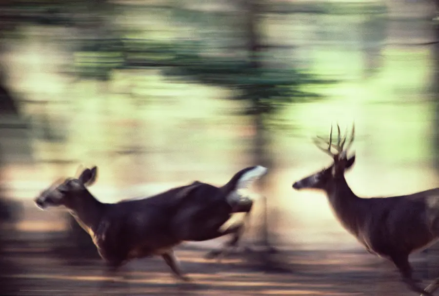 Beautiful Wildlife Photo