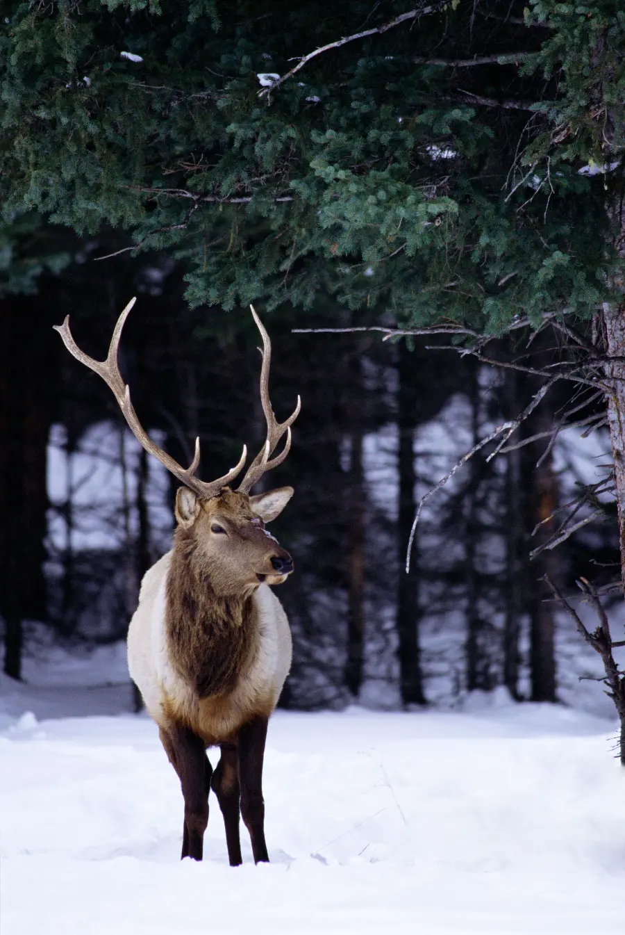 Beautiful Wildlife Photos