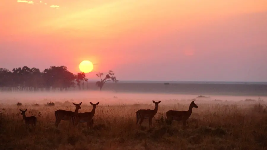 Wild deer peak in natural meadow at sunset for computer and laptop wallpaper
