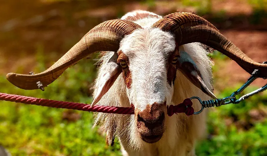 Download Horned Goat Wallpaper HD