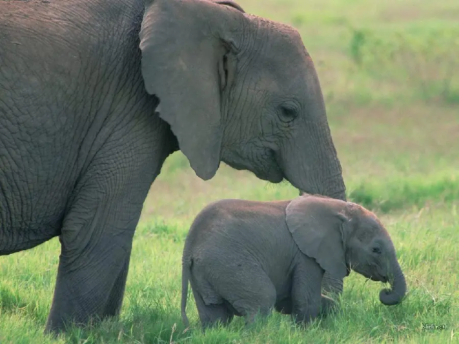 Picture of a baby elephant and a real mother elephant