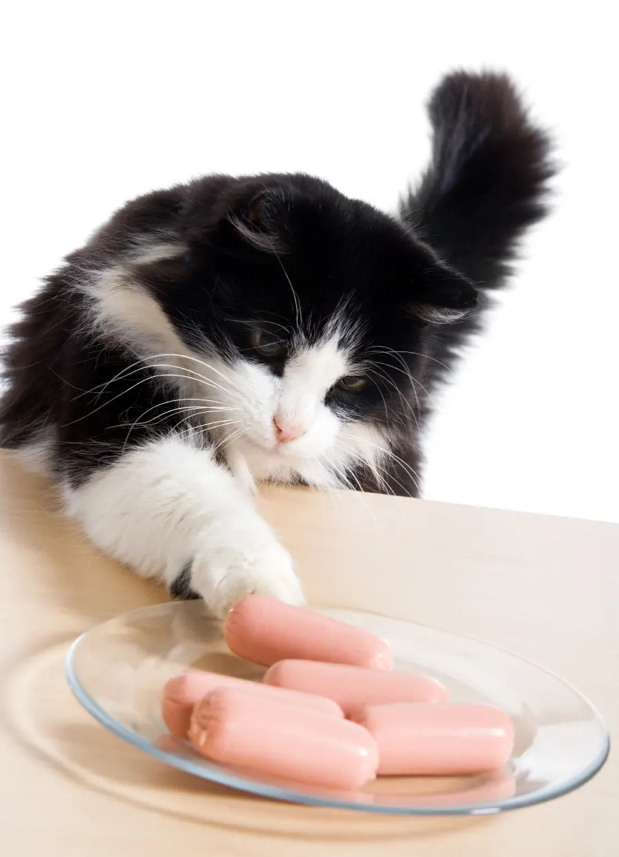 Wallpaper of a cat playing with food in the best quality