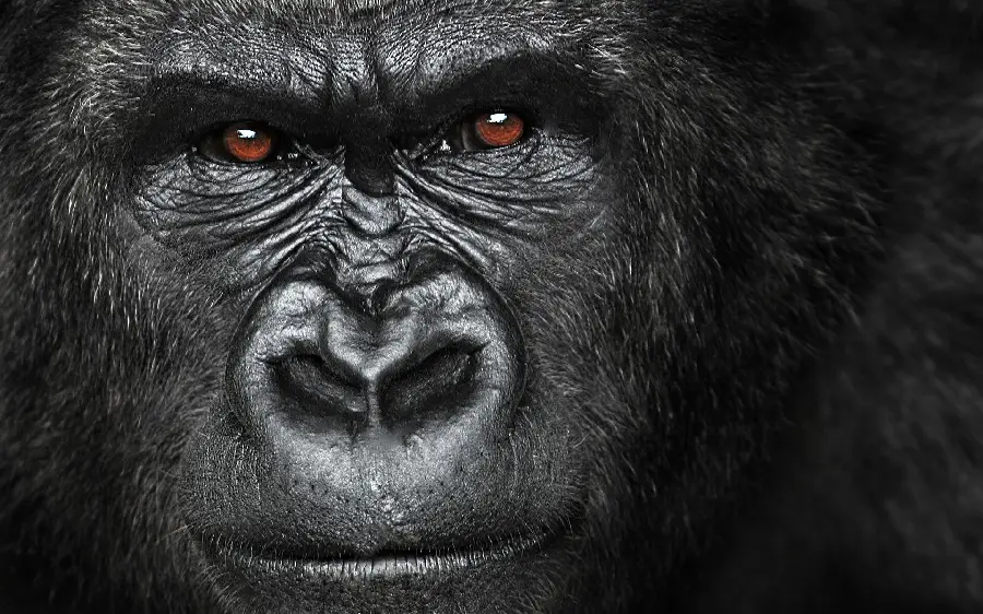 Super beautiful picture of a real gorilla face
